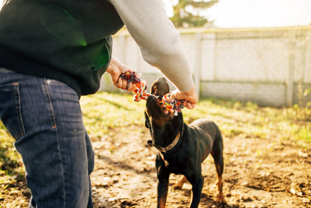 Male cynologist works with service dog, training outside